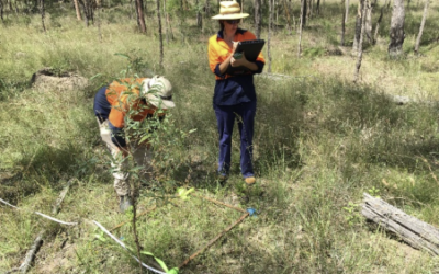 Case Study: Queensland Ecosystem Offsets